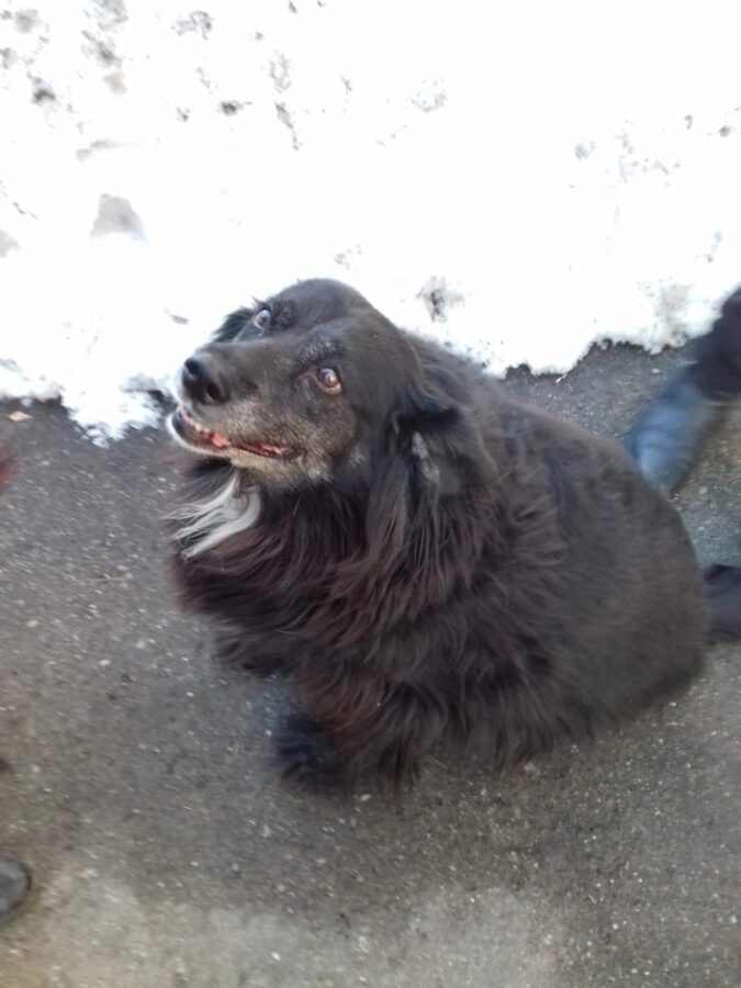 В Твери ищут новый дом для собаки, хозяйка которой скоро умрёт