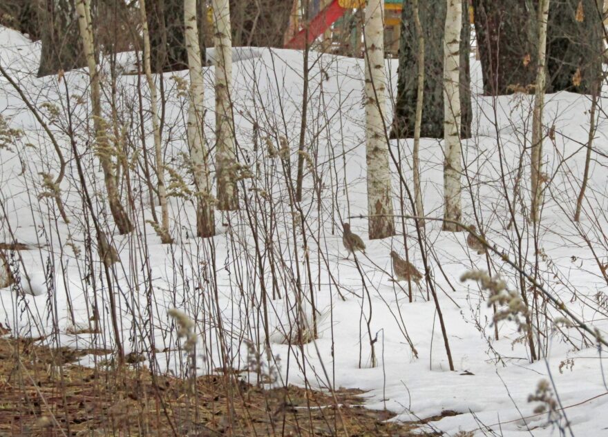 Жителей Твери удивила стая куропаток в Заволжском районе