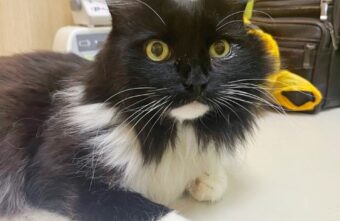 В Твери спасли кота, в горле которого застряла рыбья кость В Твери спасли кота, в горле которого застряла рыбья кость