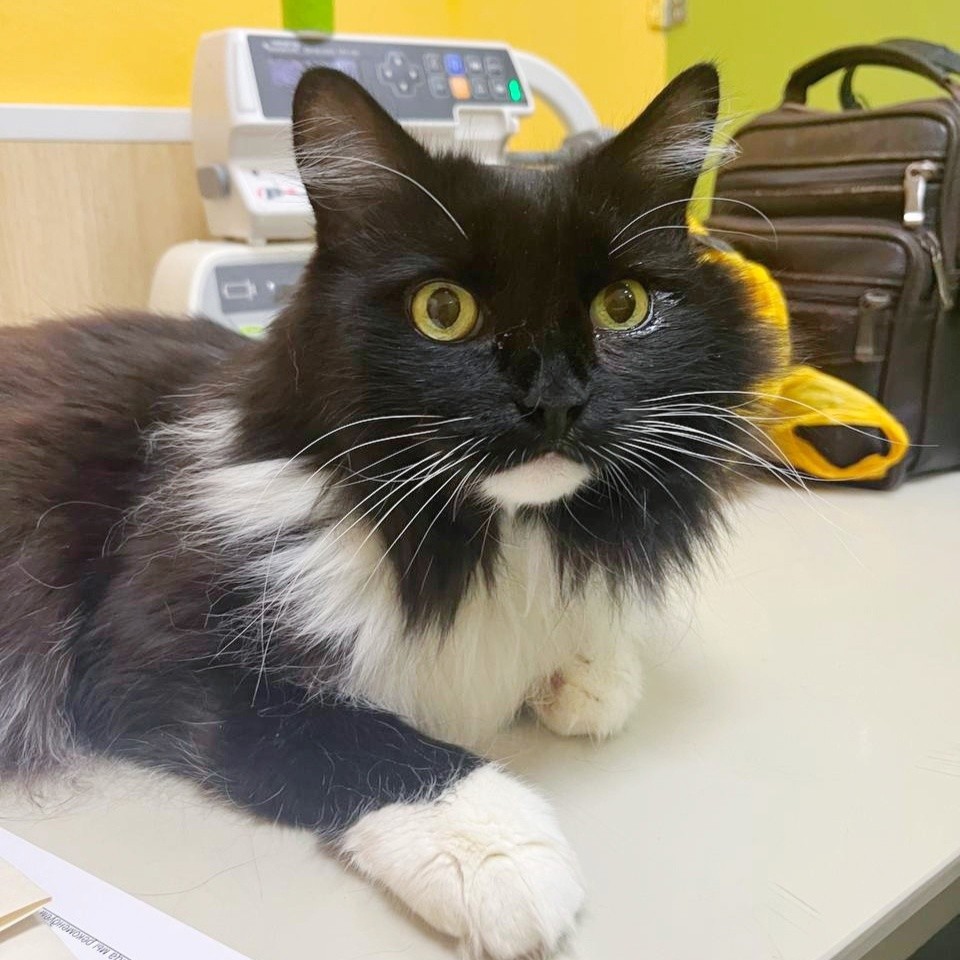 В Твери спасли кота, в горле которого застряла рыбья кость