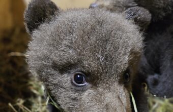 Биологи в Тверской области сняли видео про спасенных медвежат-тройняшек Биологи в Тверской области сняли видео про спасенных медвежат-тройняшек