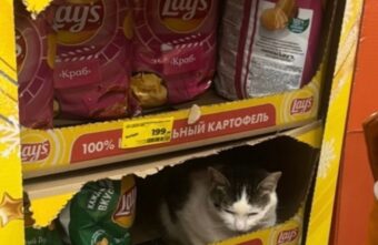 Тверитяне выбрали самого пушистого «работника» супермаркета Тверитяне выбрали самого пушистого «работника» супермаркета