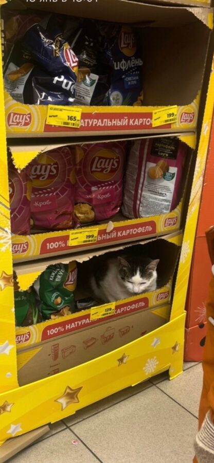 Тверитяне выбрали самого пушистого «работника» супермаркета