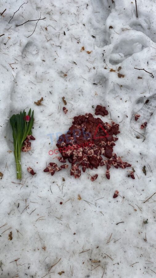 Жители Твери гадают, кто оставил в роще цветы и сердца