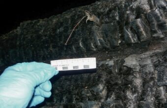 В Тверской области на пожаре погиб пожилой мужчина