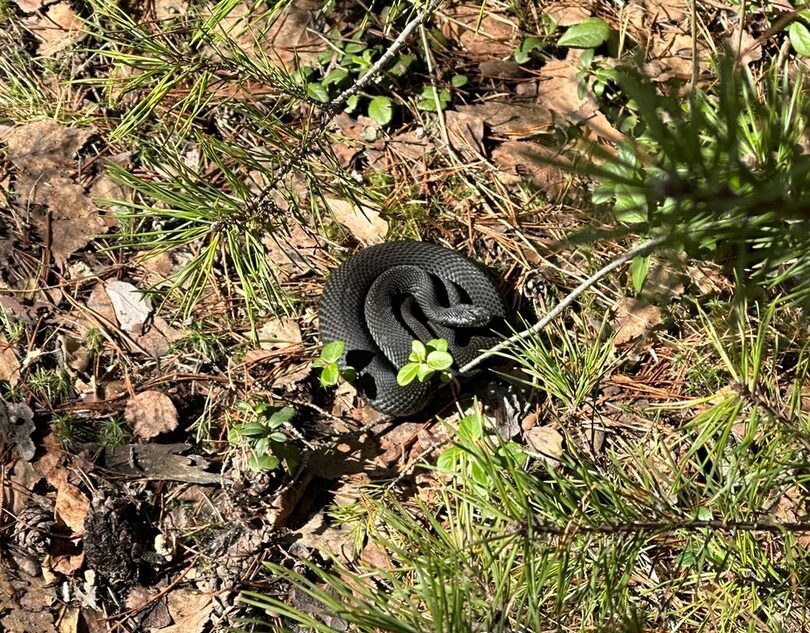 С приходом весны под Тверью активизировались гадюки