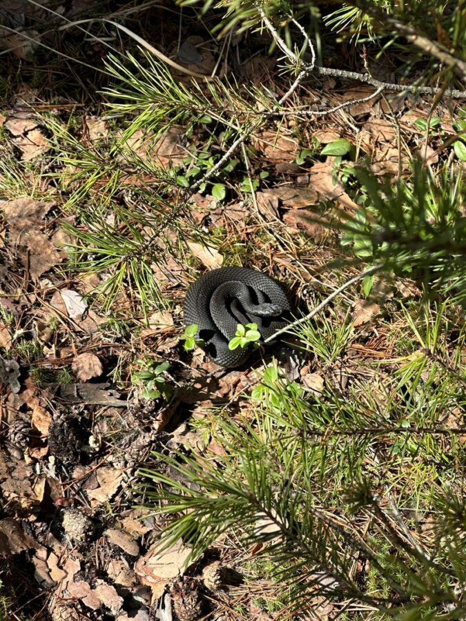 С приходом весны под Тверью активизировались гадюки