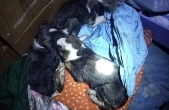 В Тверской области неизвестные выбросили щенков на верную смерть