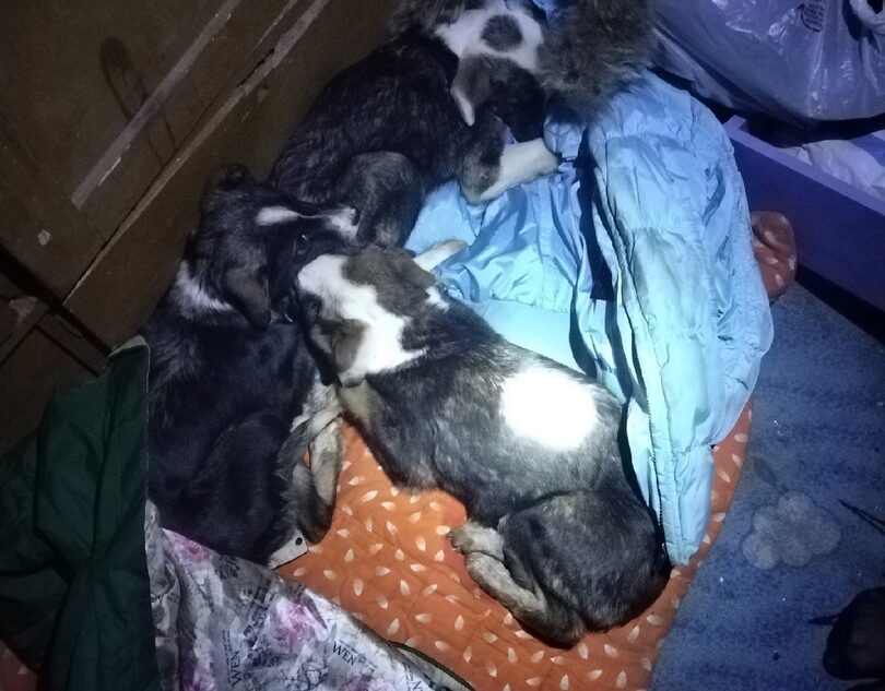 В Тверской области неизвестные выбросили щенков на верную смерть