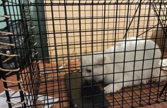 В Твери удалось спасти кошку, которая была заперта в комнате общежития