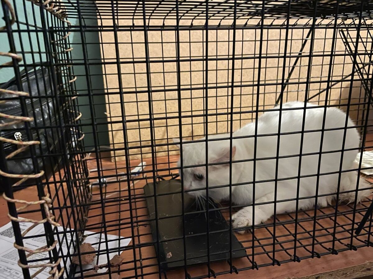 В Твери удалось спасти кошку, которая была заперта в комнате общежития