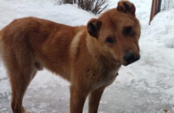 В Тверской области собаку чуть не убил узкий ошейник В Тверской области собаку чуть не убил узкий ошейник