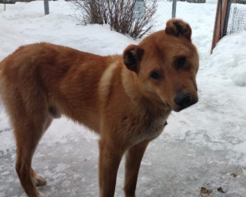 В Тверской области собаку чуть не убил узкий ошейник