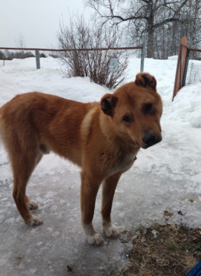 В Тверской области собаку чуть не убил узкий ошейник