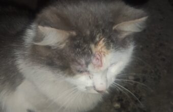 В Тверской области раненому коту срочно ищут дом В Тверской области раненому коту срочно ищут дом
