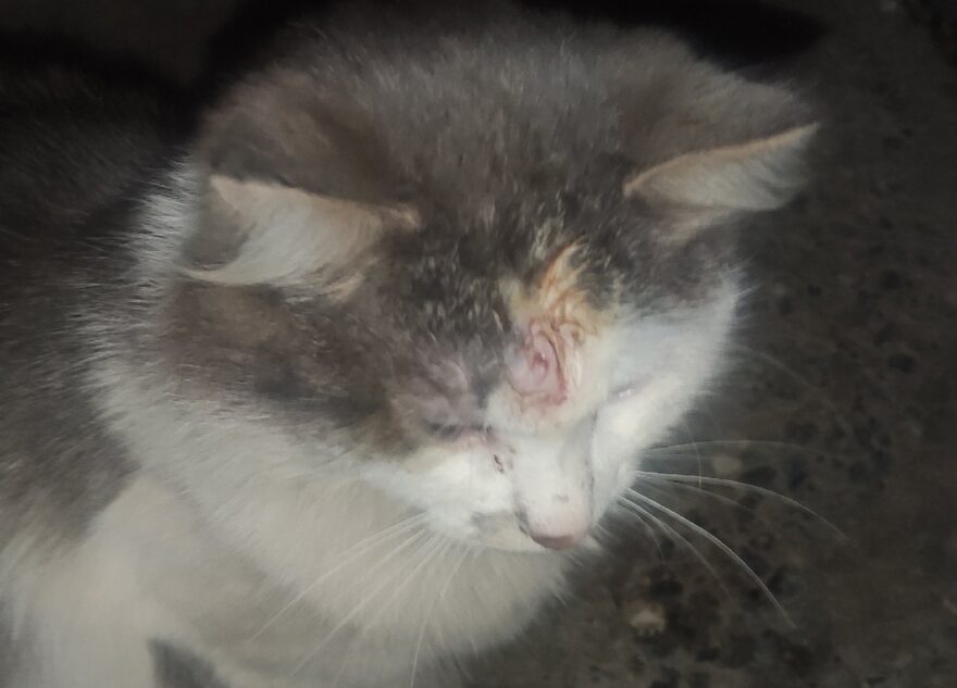 В Тверской области раненому коту срочно ищут дом