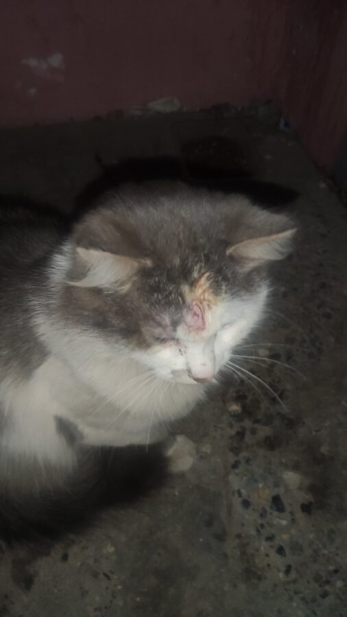 В Тверской области раненому коту срочно ищут дом