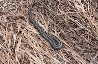 В Тверской области проснулись ядовитые змеи