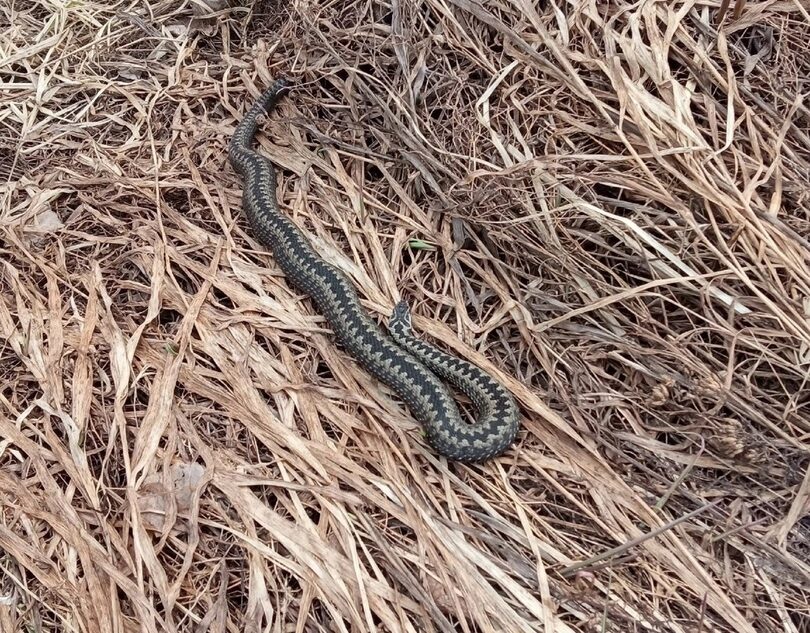 В Тверской области проснулись ядовитые змеи