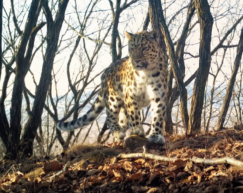 ВТБ выбирает имя маме семейства дальневосточных леопардов