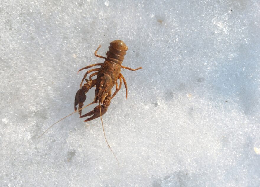 В Твери рак показал, где он зимует