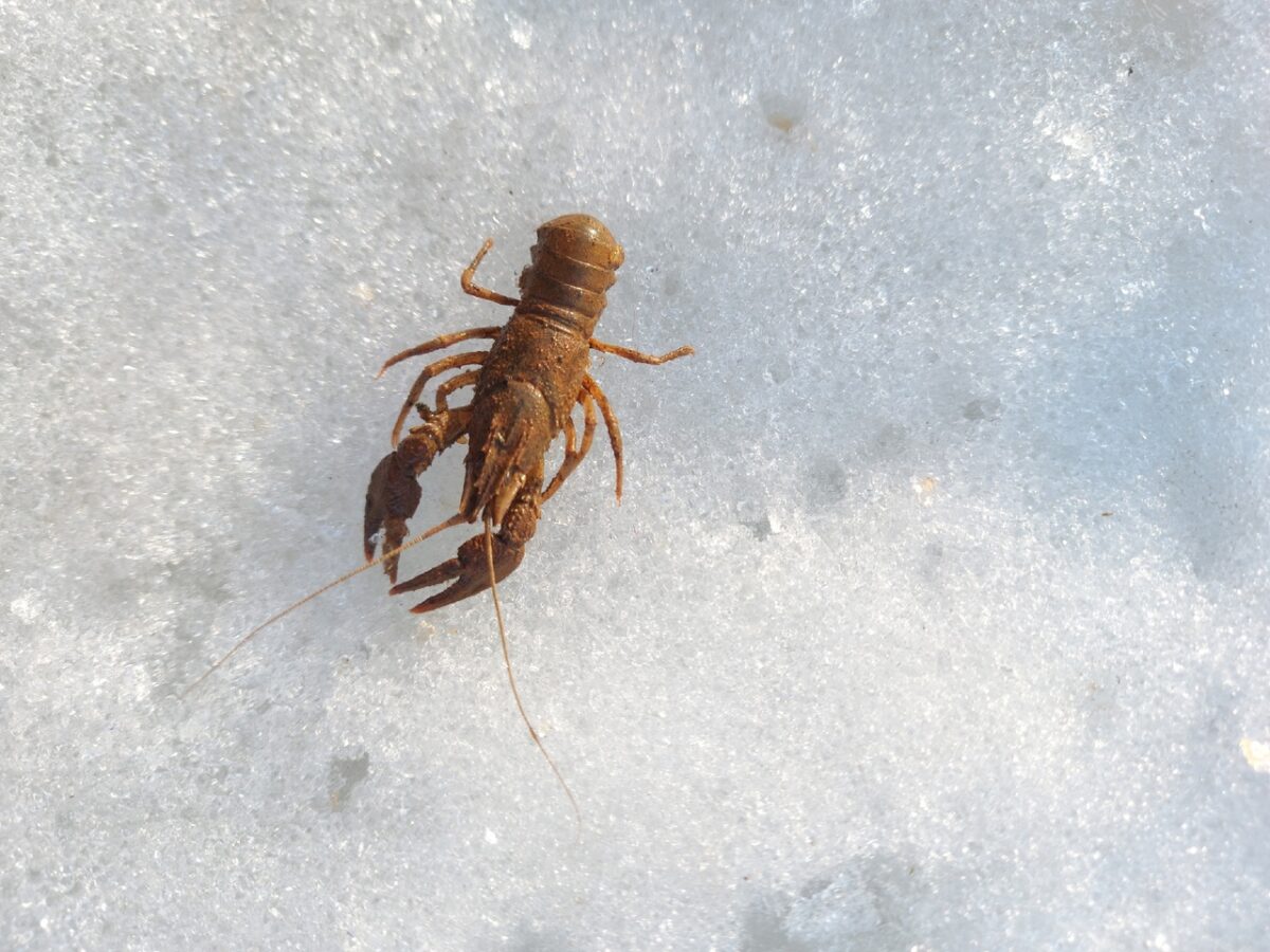 В Твери рак показал, где он зимует