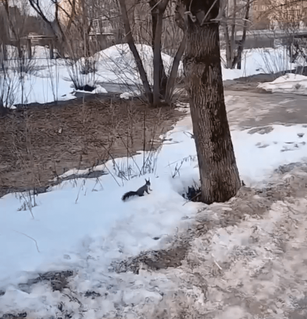 Жители Твери заметили на улице белку-путешественницу