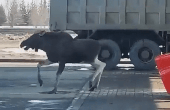 На заправку в Тверской области пришёл агрессивный лось