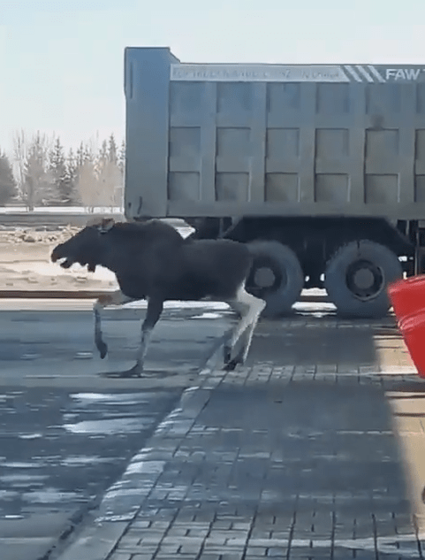 На заправку в Тверской области пришёл агрессивный лось