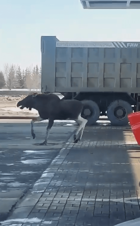 На заправку в Тверской области пришёл агрессивный лось