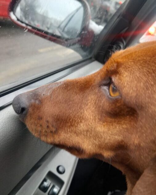 Пёсику Тише из зоны СВО нашли дом в Тверской области