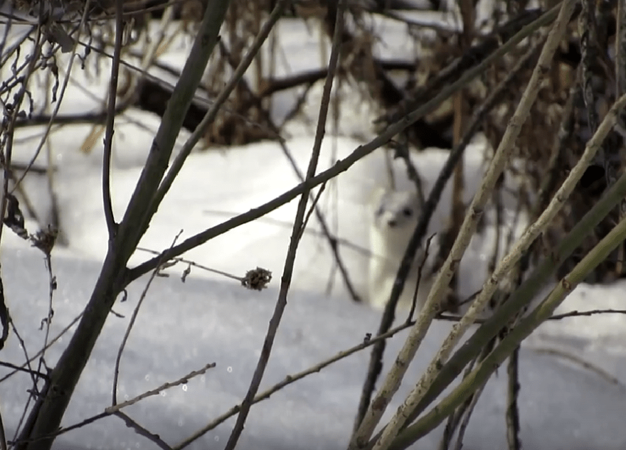 В Московском районе Твери заметили хищное животное