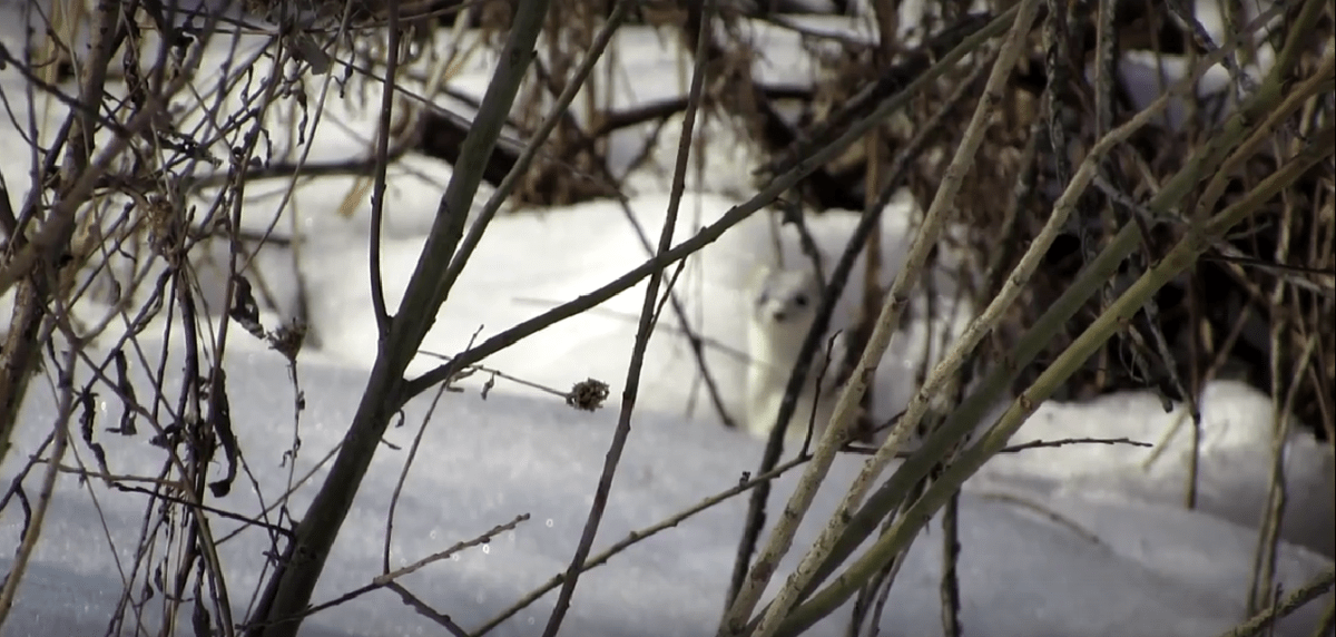 В Московском районе Твери заметили хищное животное