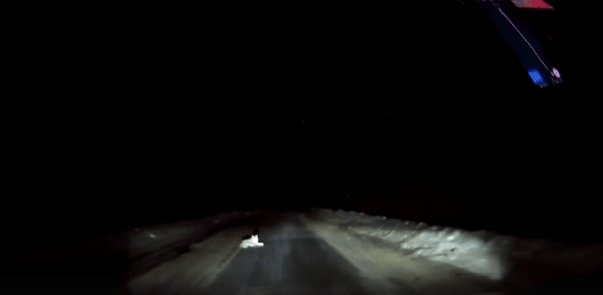 В Тверской области рысь не дала автомобилю проехать