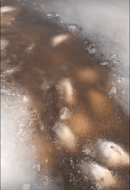 В Тверской области в реке массово погибла рыба