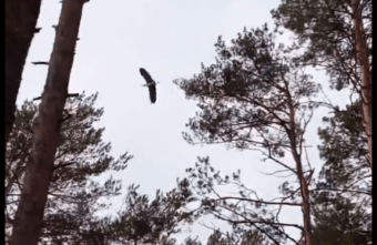 В Тверскую область прилетели цапли