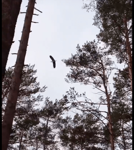 В Тверскую область прилетели цапли