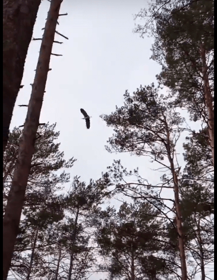 В Тверскую область прилетели цапли