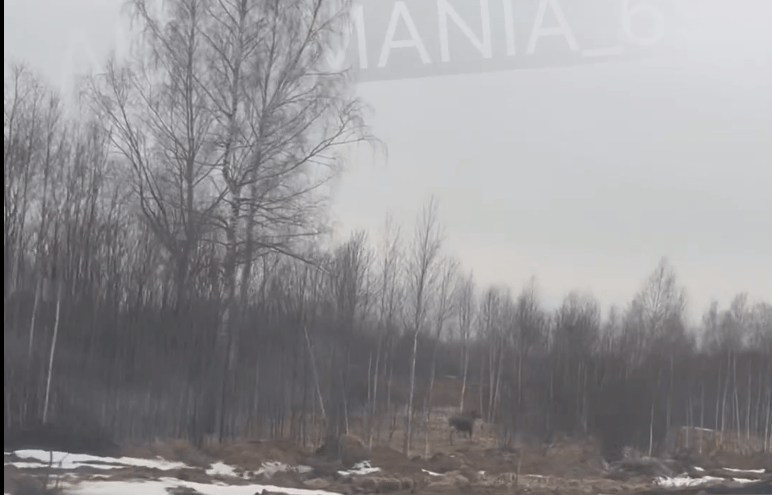В Тверской области лось испугался машин и убежал в лес В Тверской области лось испугался машин и убежал в лес