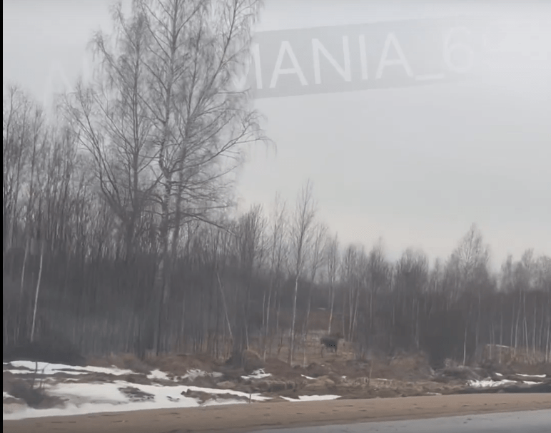 В Тверской области лось испугался машин и убежал в лес