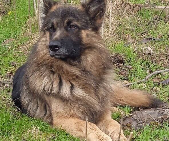 Защищая тверских бойцов от дронов, погиб фронтовой пес Балбес