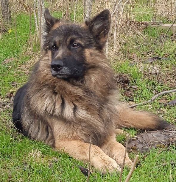 Защищая тверских бойцов от дронов, погиб фронтовой пес Балбес