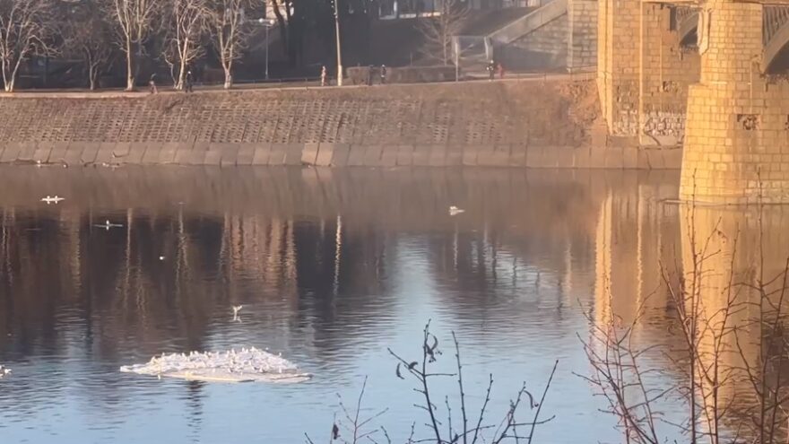 В Твери чайки катаются на льдинах под Новый мост
