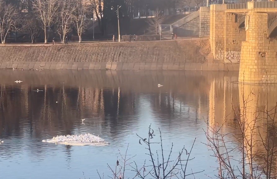 В Твери чайки катаются на льдинах под Новый мост В Твери чайки катаются на льдинах под Новый мост