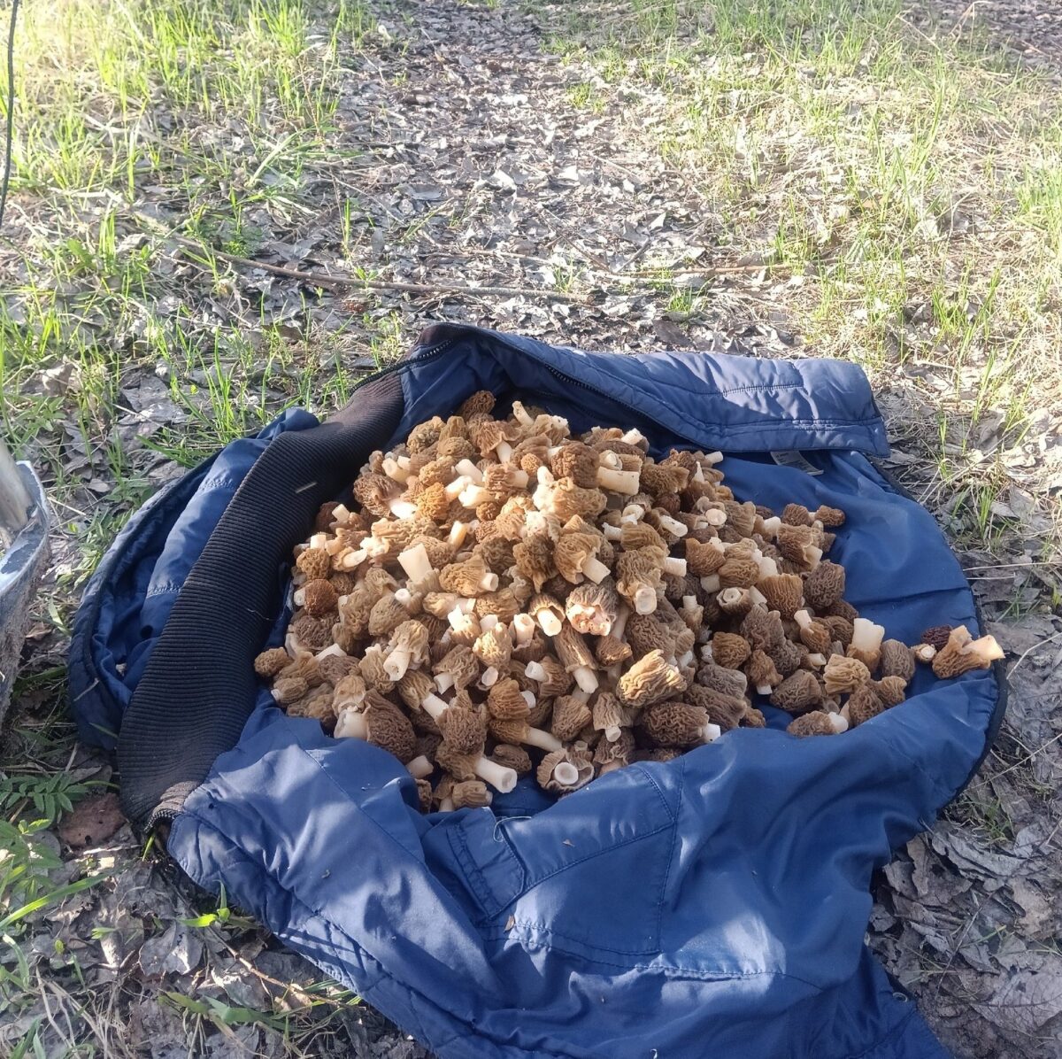 Жители Тверской области открыли сезон полными корзинами грибов