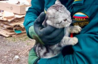 Тверские пожарные спасли кота, застрявшего на дереве