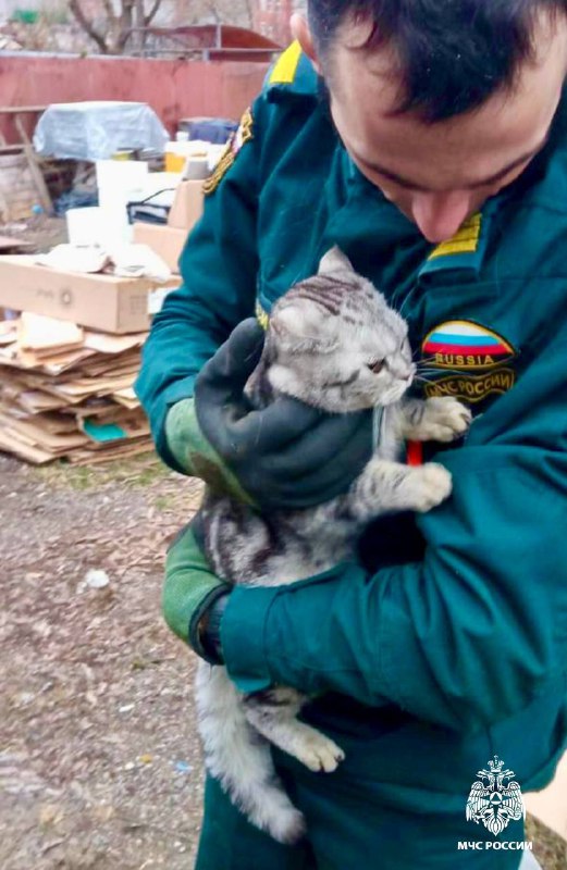 Тверские пожарные спасли кота, застрявшего на дереве