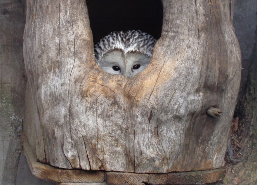 Сова Мадам Муромская решила стать няней в Тверской области