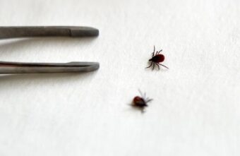 В Тверской области клещи покусали уже 10 детей В Тверской области клещи покусали уже 10 детей