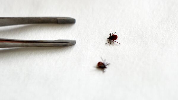 В Тверской области клещи покусали уже 10 детей